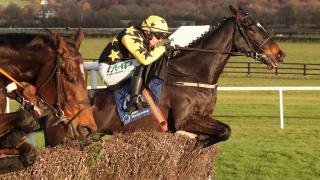 Jumps race horse Bacardys